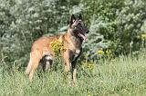 MALINOIS 386